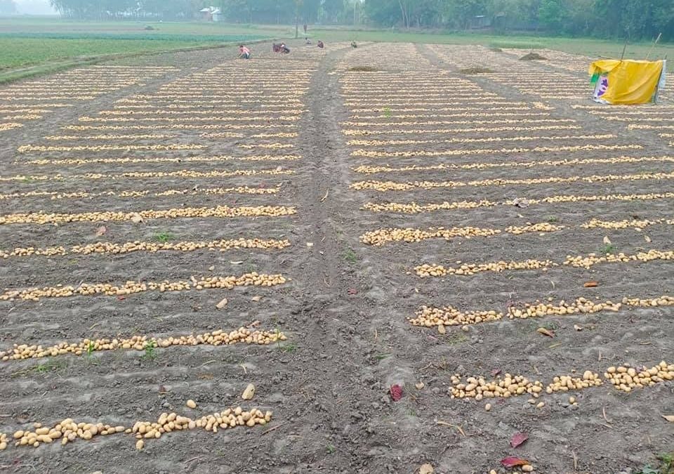 Drive to increase potato exports reaches landmark